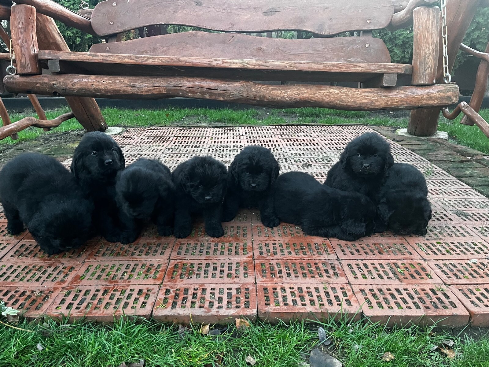 Nowofundland Kennel Club - 8