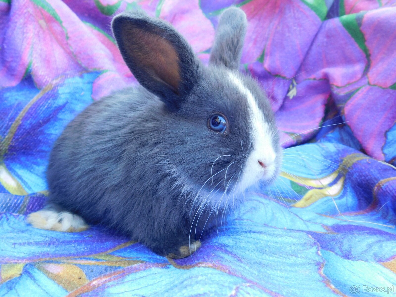 Piękne baranki mini lop - 8