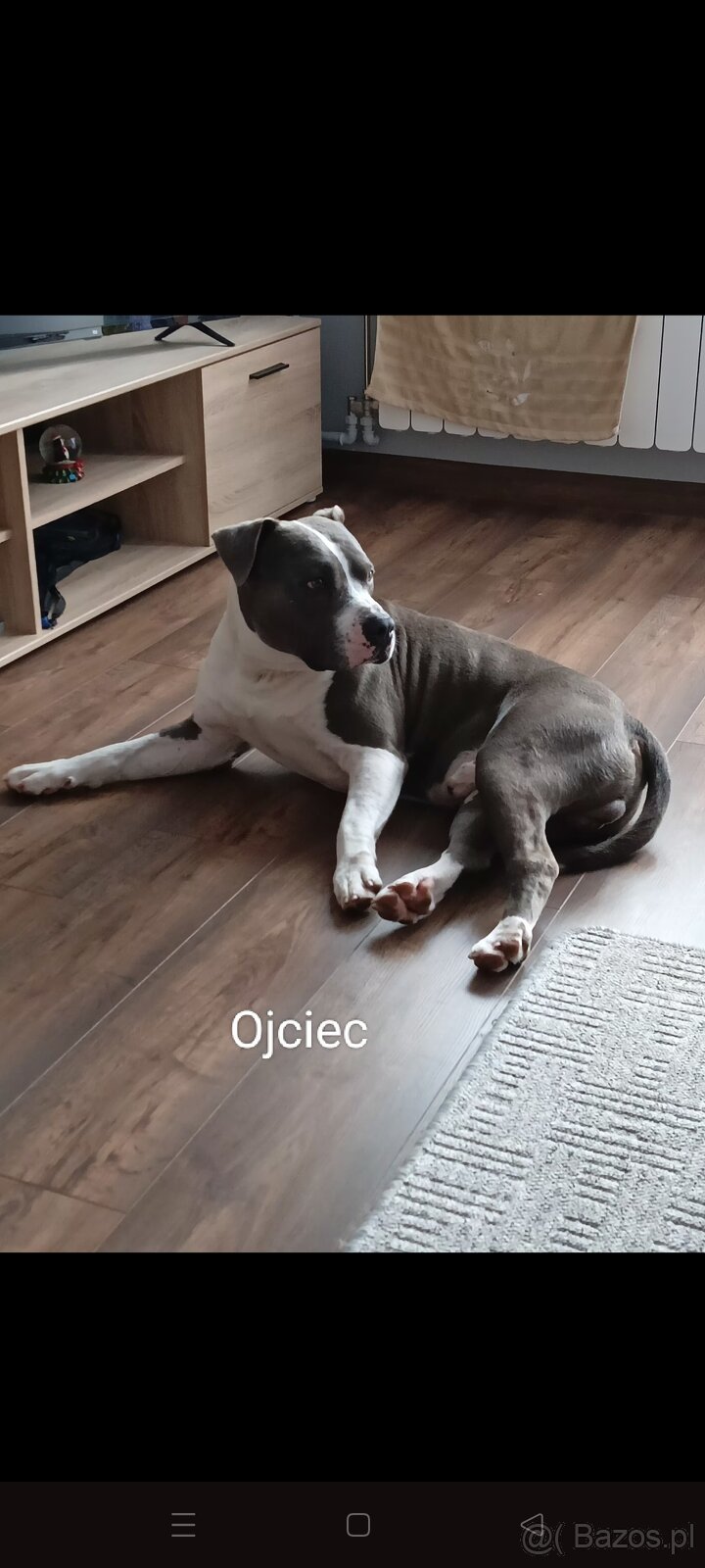 Masywne szczeniaki amstaff - 8