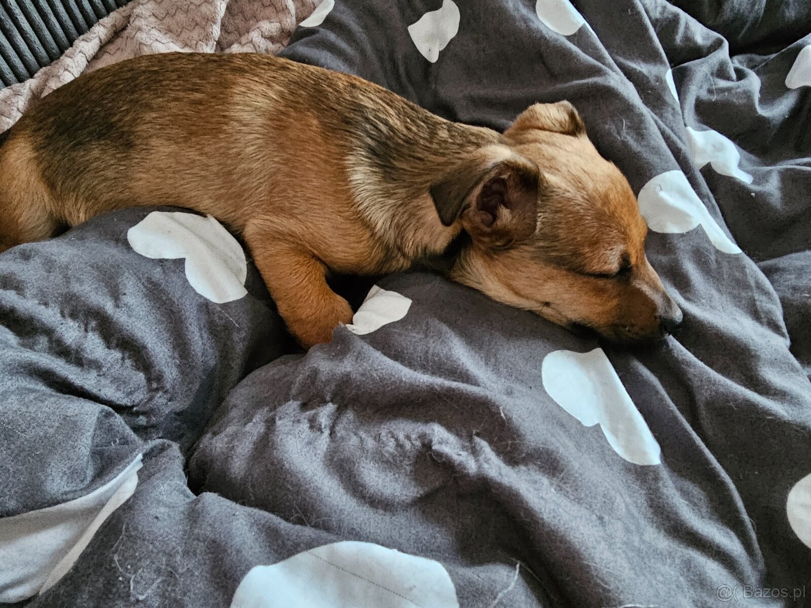 Szczenię -piesek - 8