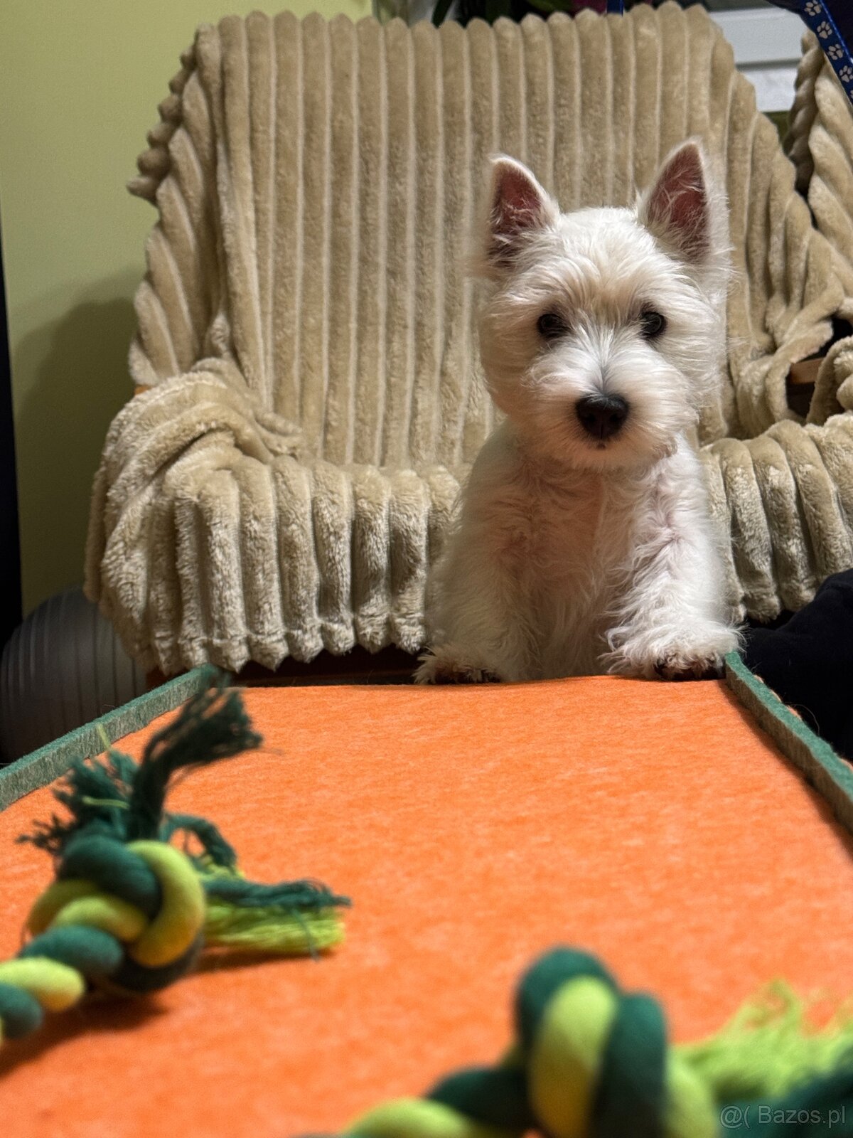 West Highland White terrier - 8