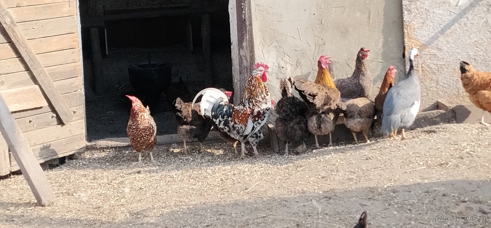 Koguty włoszki, legbary 25r. - 8