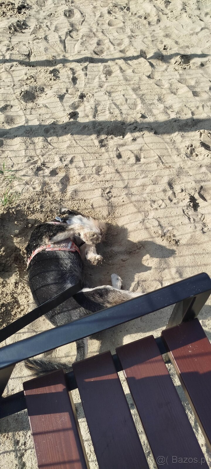 Zenio PILNIE szuka nowego domu - 8