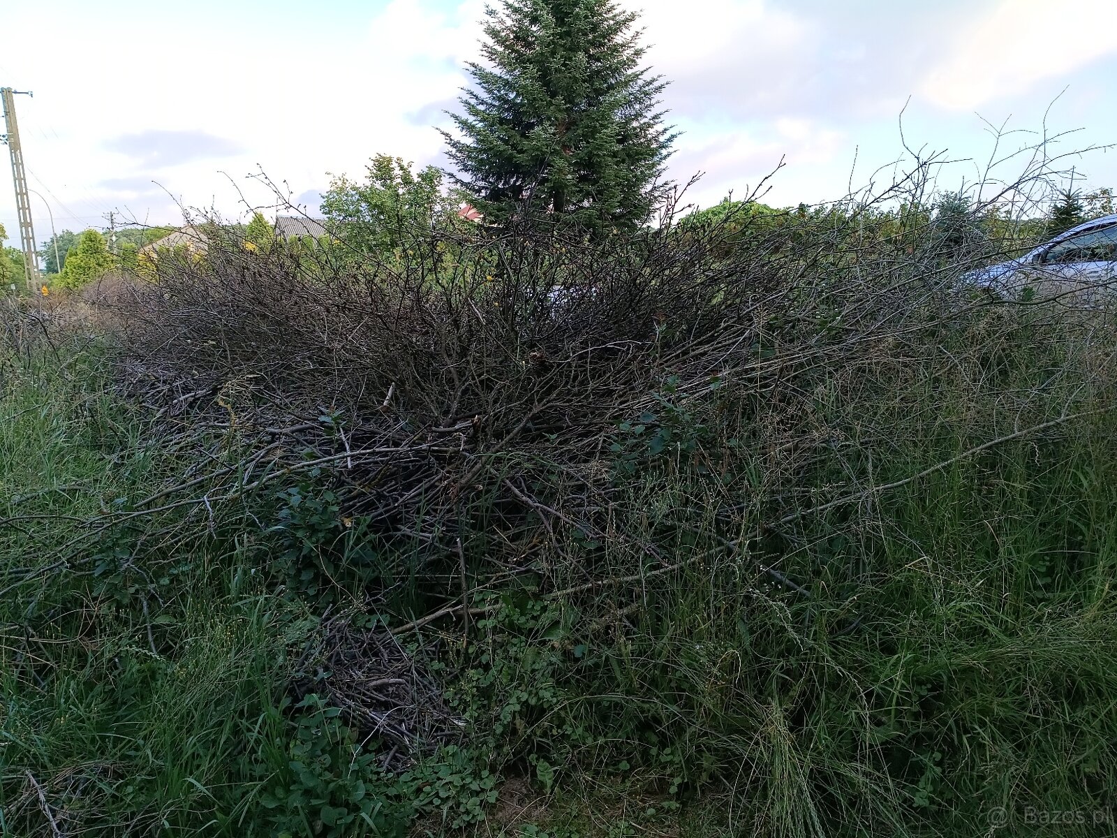 Oddam za darmo na zrębki lub opał gałęzie - 8