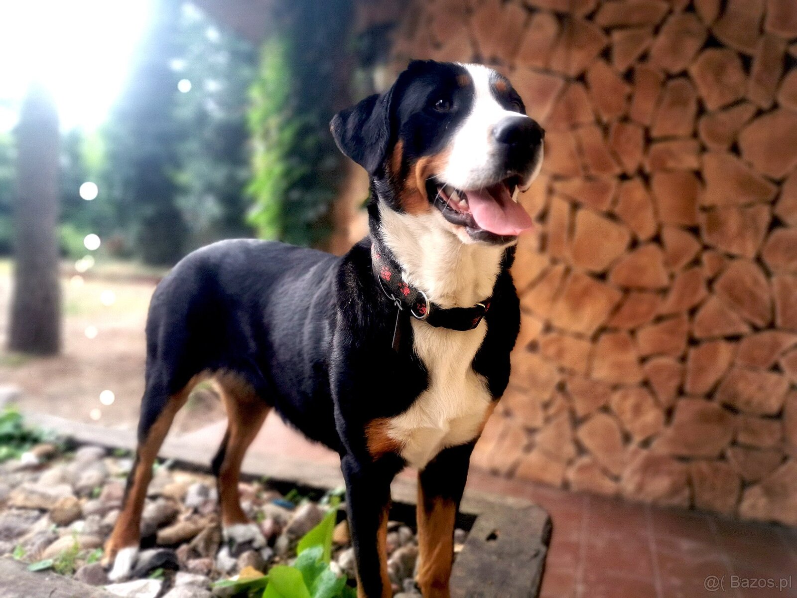 Duży Szwajcarski Pies Pasterski - 8