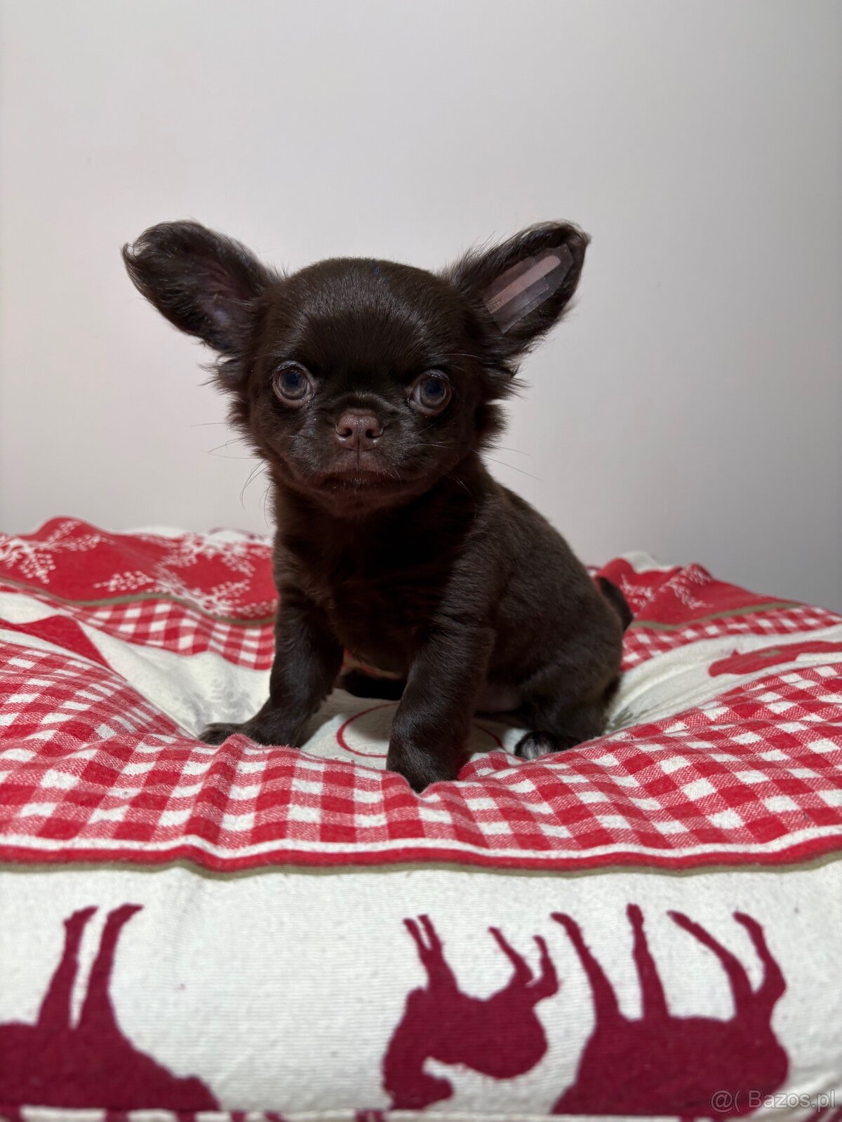 Chihuahua długowłosy czekoladowy - 8