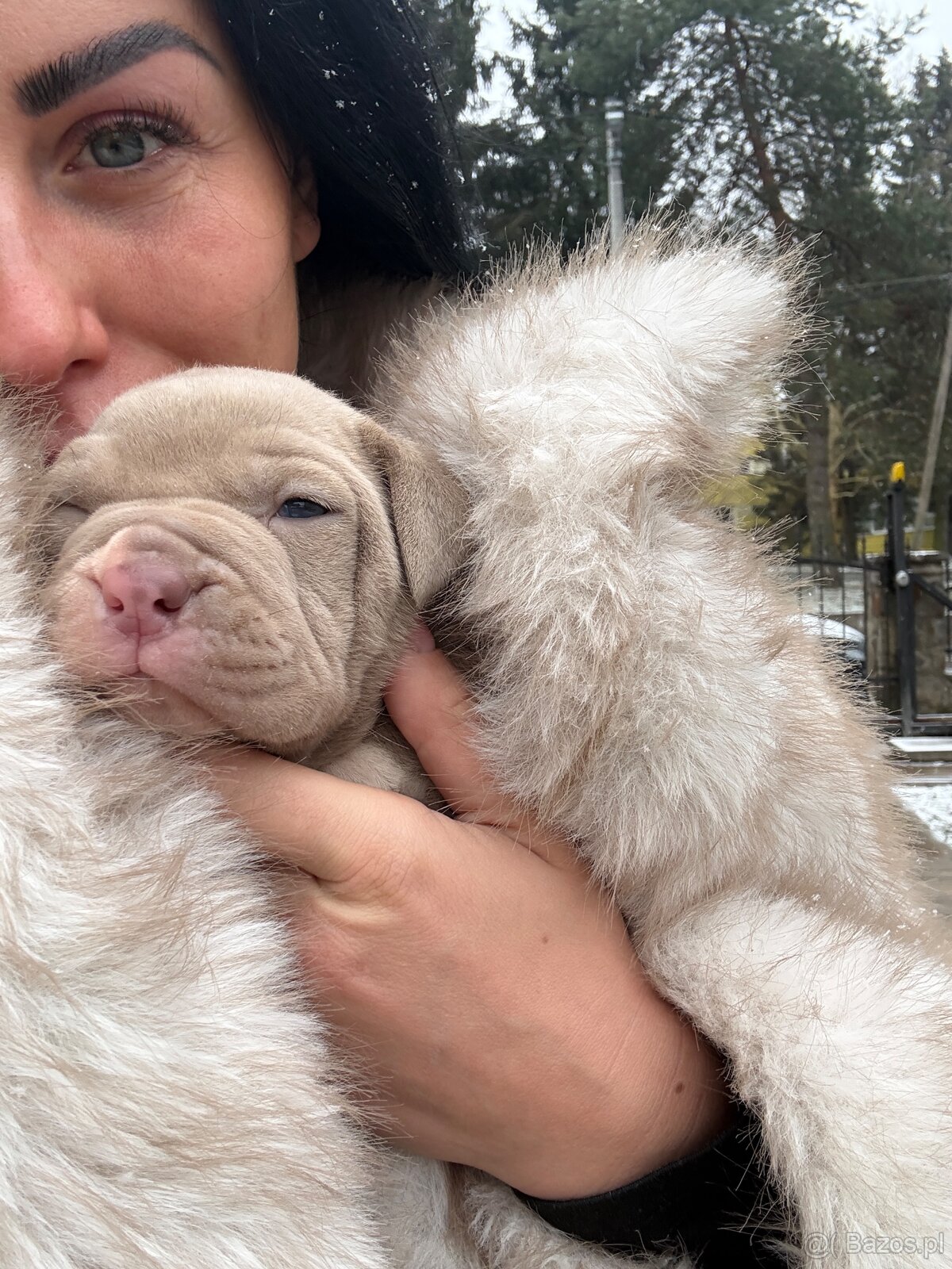 AMERICAN BULLY XXL - 8