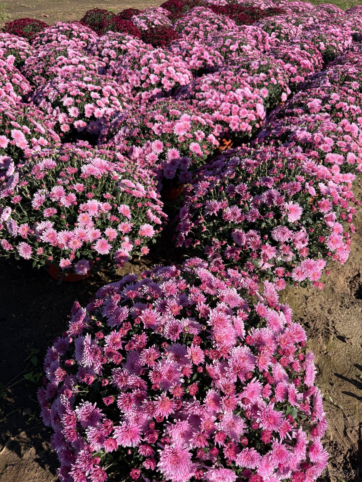 Sprzedam chryzantemy - 8