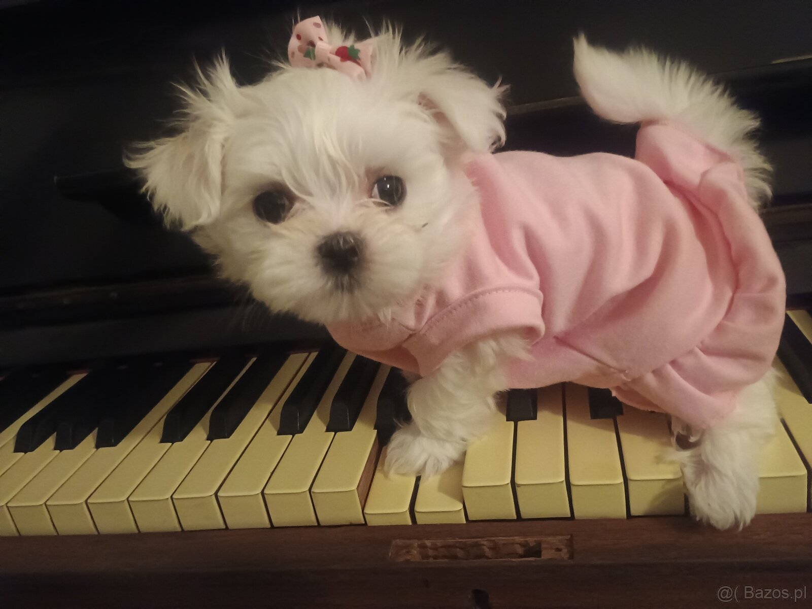 Maltańczyk Royal Maltese - 8