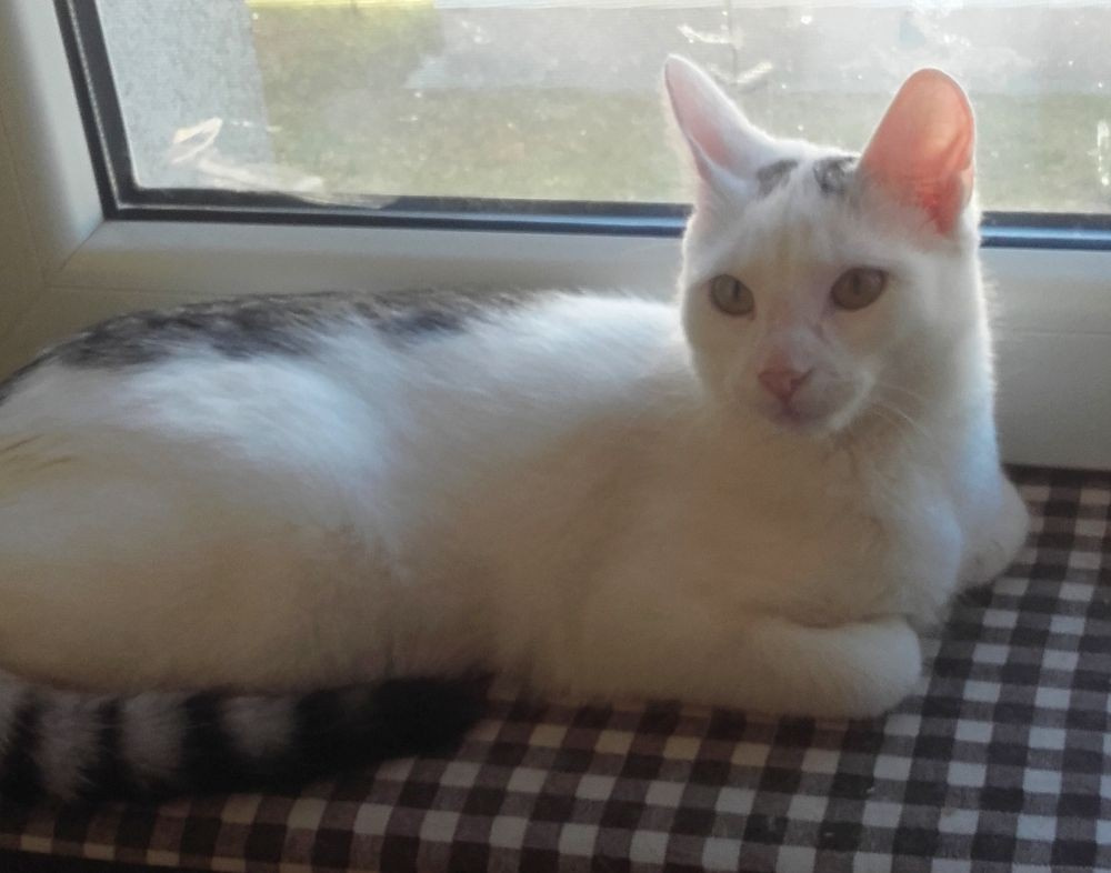 Kociaki słodsze od cukru - 8