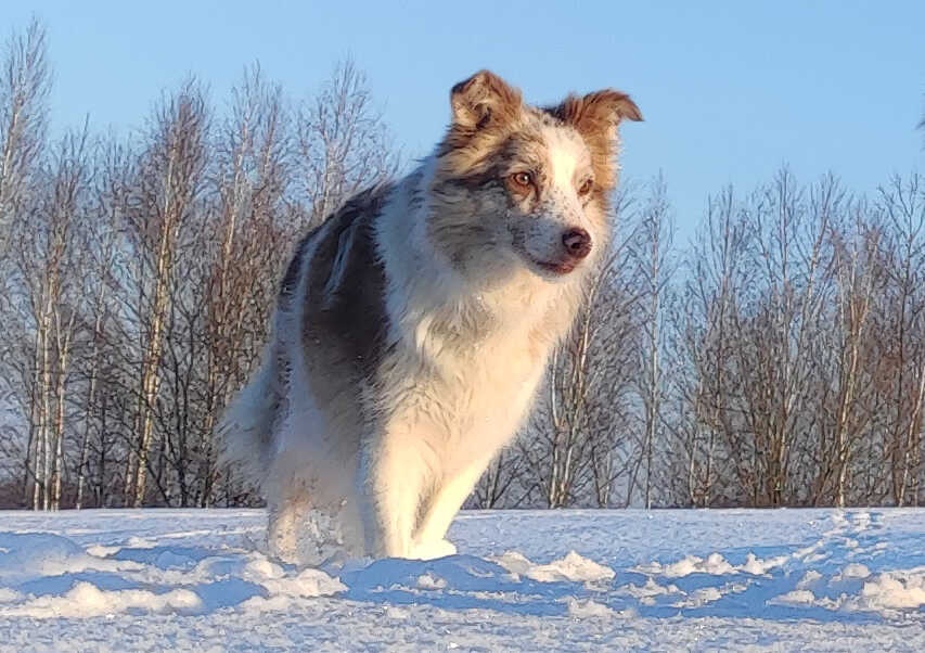 Rasowa Suczka BORDER COLLIE z Hodowli - Szczenię z pełną dok - 8