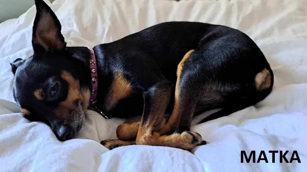 Pinczerki Pinczer Miniaturowy z Rodowodem CHIP Chłopaki Szuk - 8