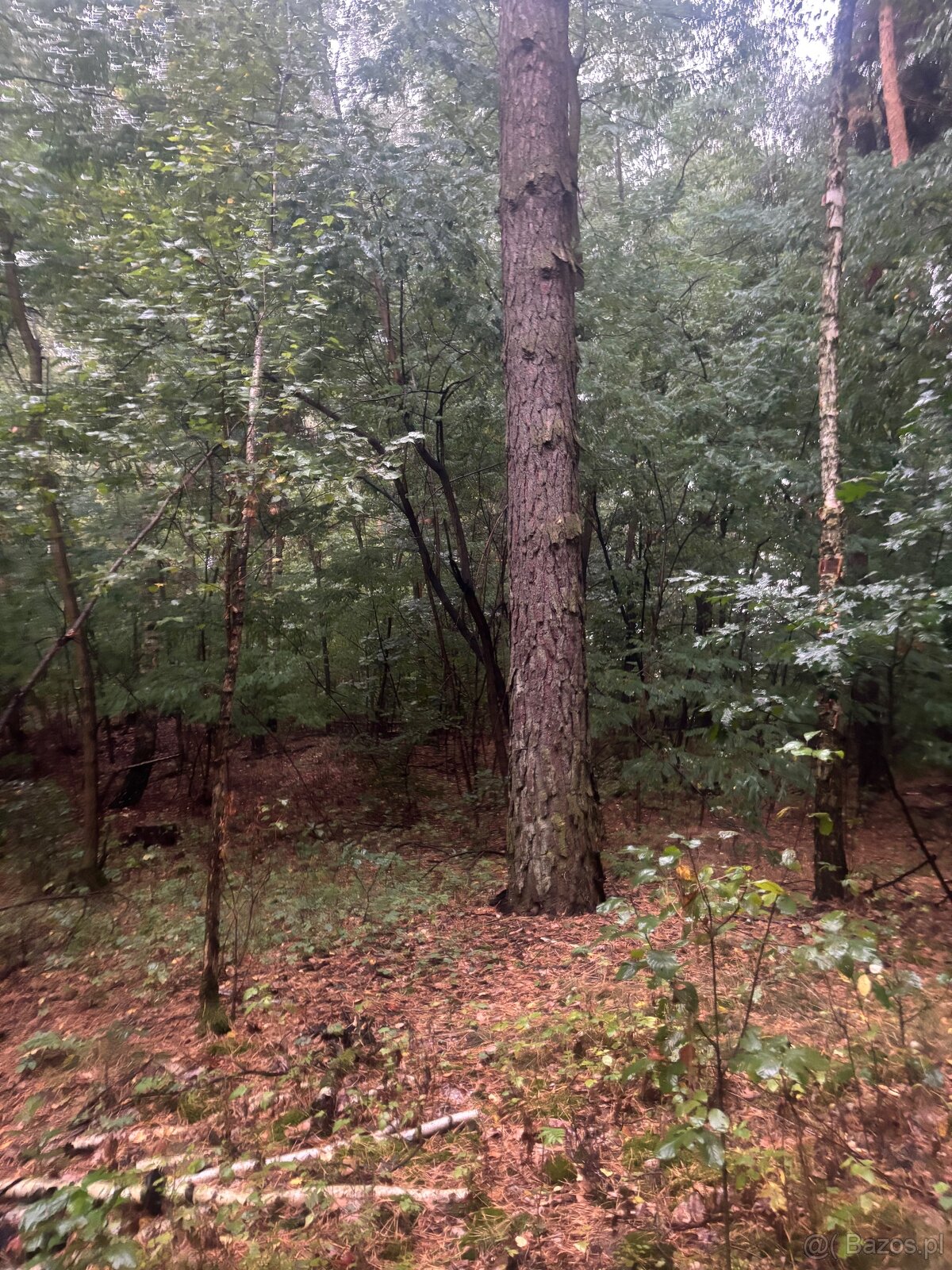 Działka leśna - 8