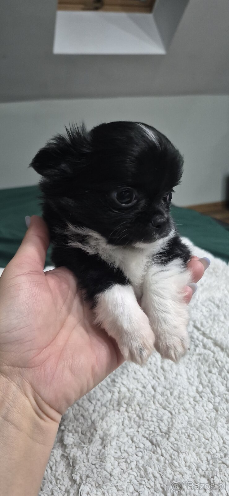 Chiuhuahua długowłosa - 8