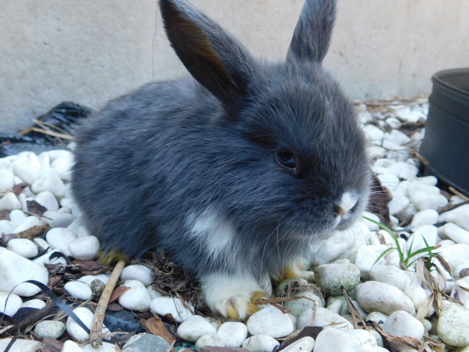 Mini lop baranki - 8