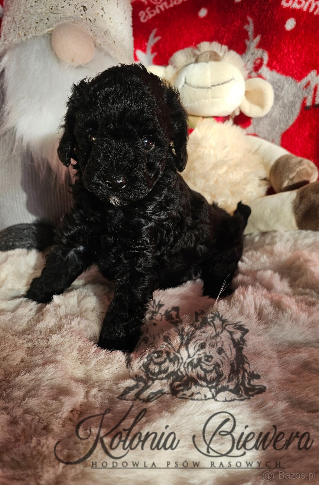 Pudel Toy/Miniaturowy czarny piesek Badania genetyczne Paszp - 8
