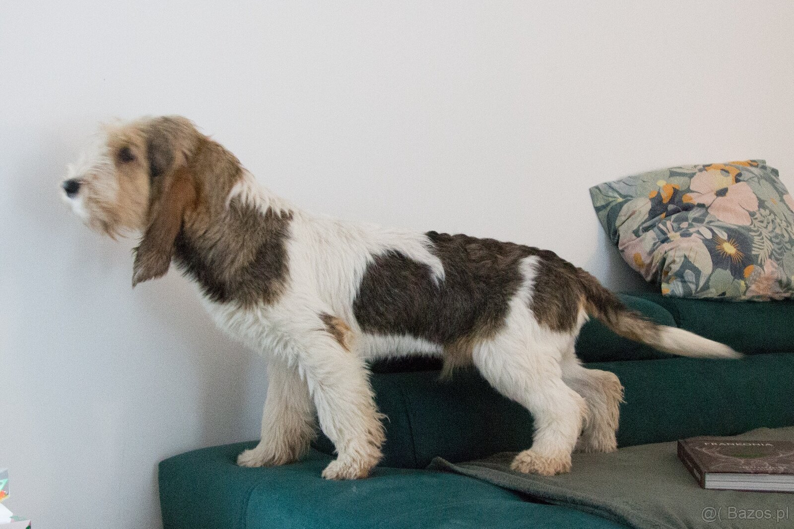 Grand basset griffon vendeen - 8