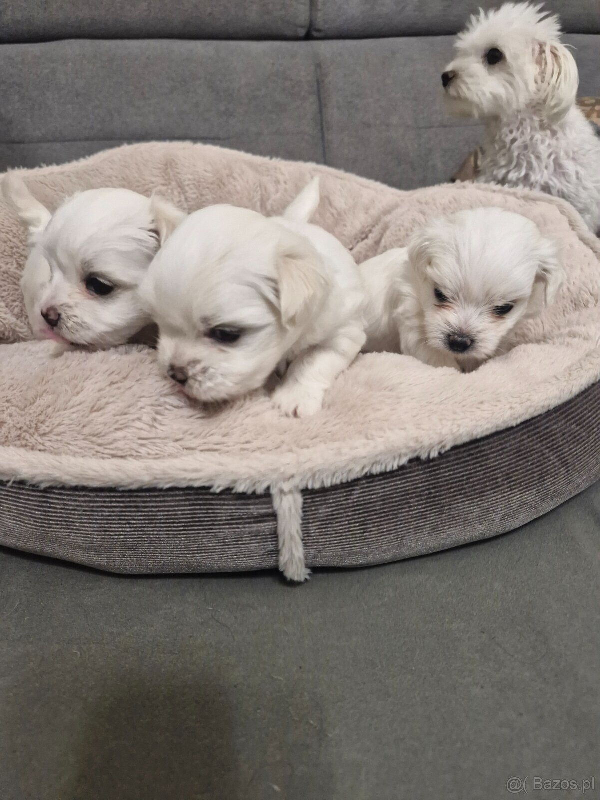 Maltańczyki szczeniaku - 8