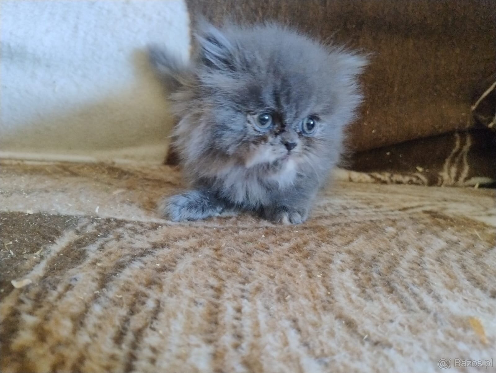 Kocięta długowłose – w typie Perski - 8