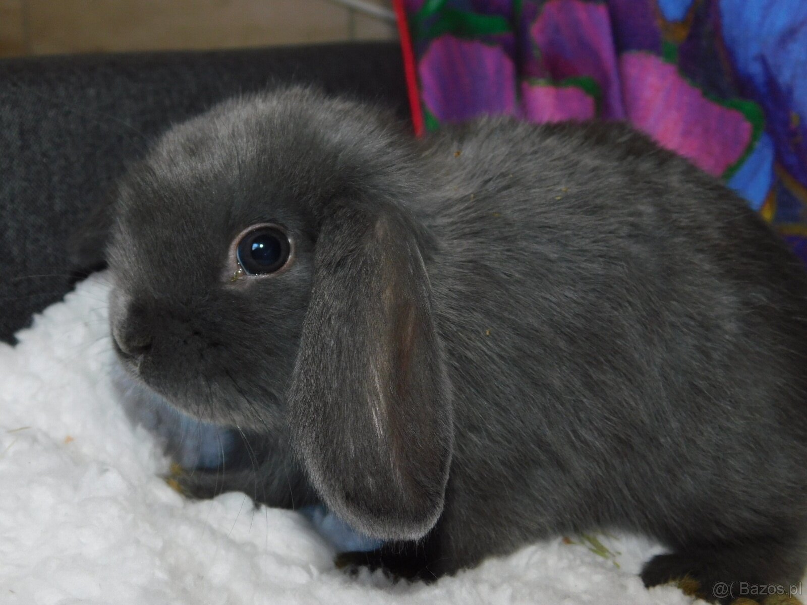 Piękne baranki mini lop niebieskie - 8