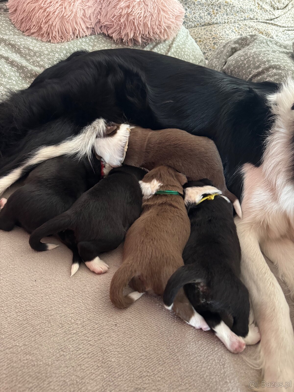 Border Collie z PP /FCI/ szczenięta - 8