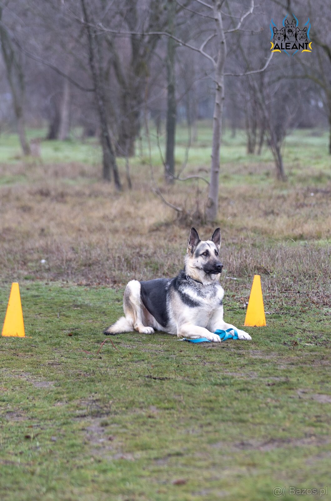 Owczarek Wschodnioeuropejski - 8