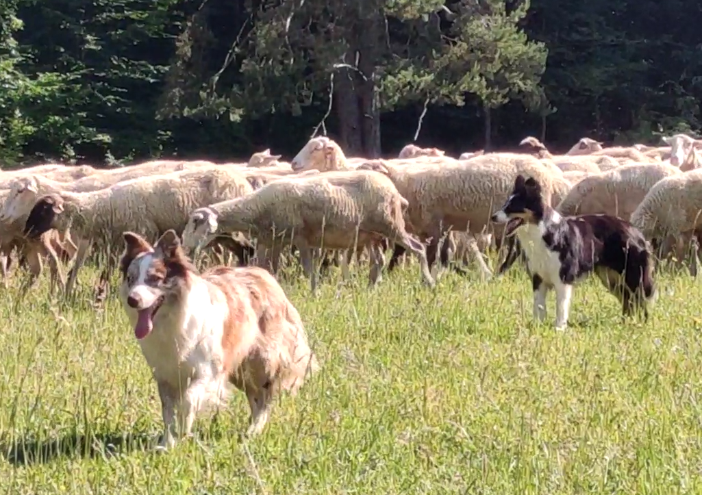 Wspaniała suczka blue-merle BORDER COLLIE - przebadani rodz, - 8