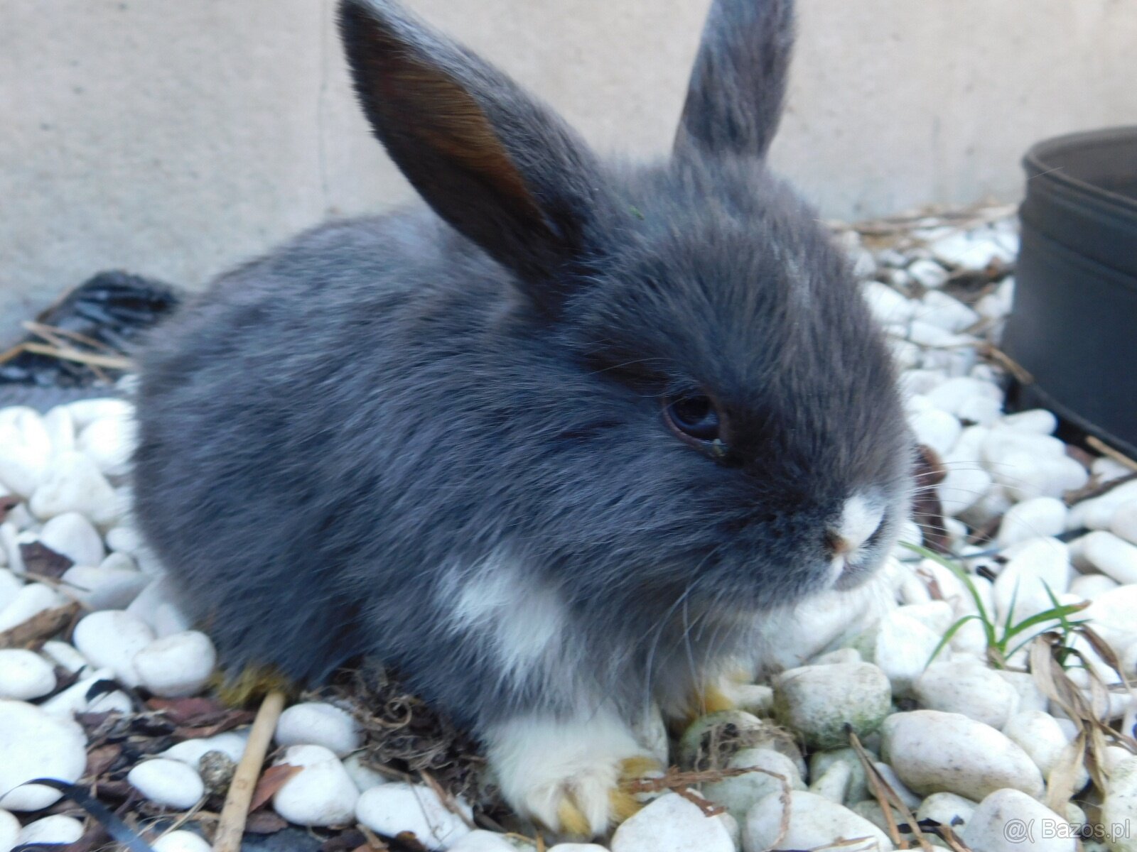 Niebieskie baranki mini lop samiczki - 8