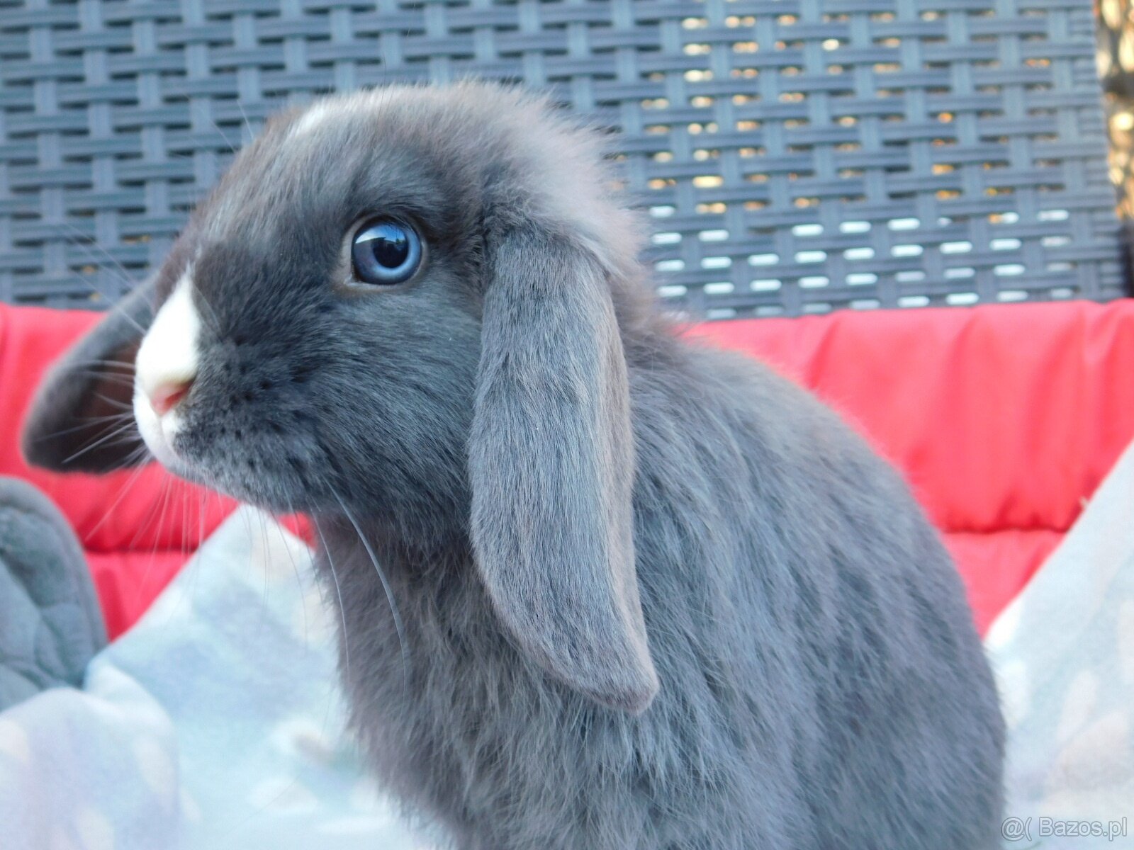 Niebieskie baranki mini lop samiczki - 8