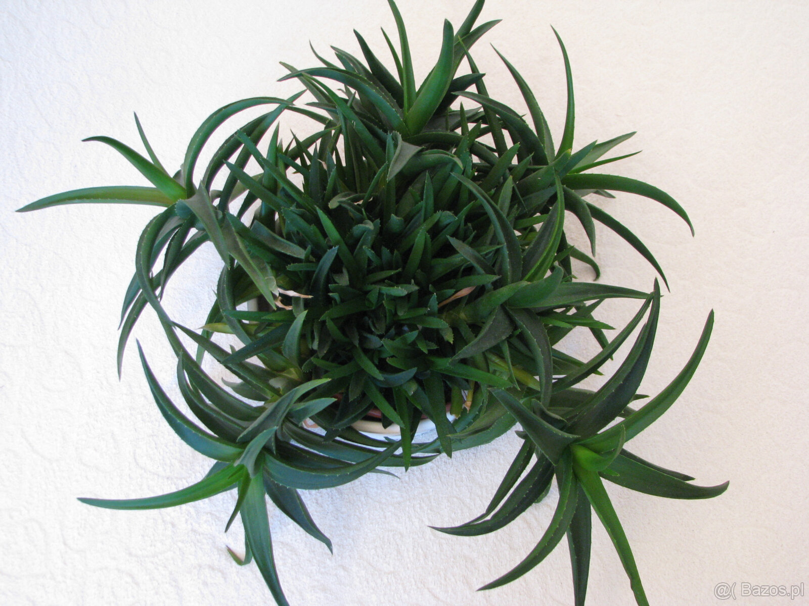Aloes – piękna, zdrowa roślinka o właściwościach leczniczych - 8