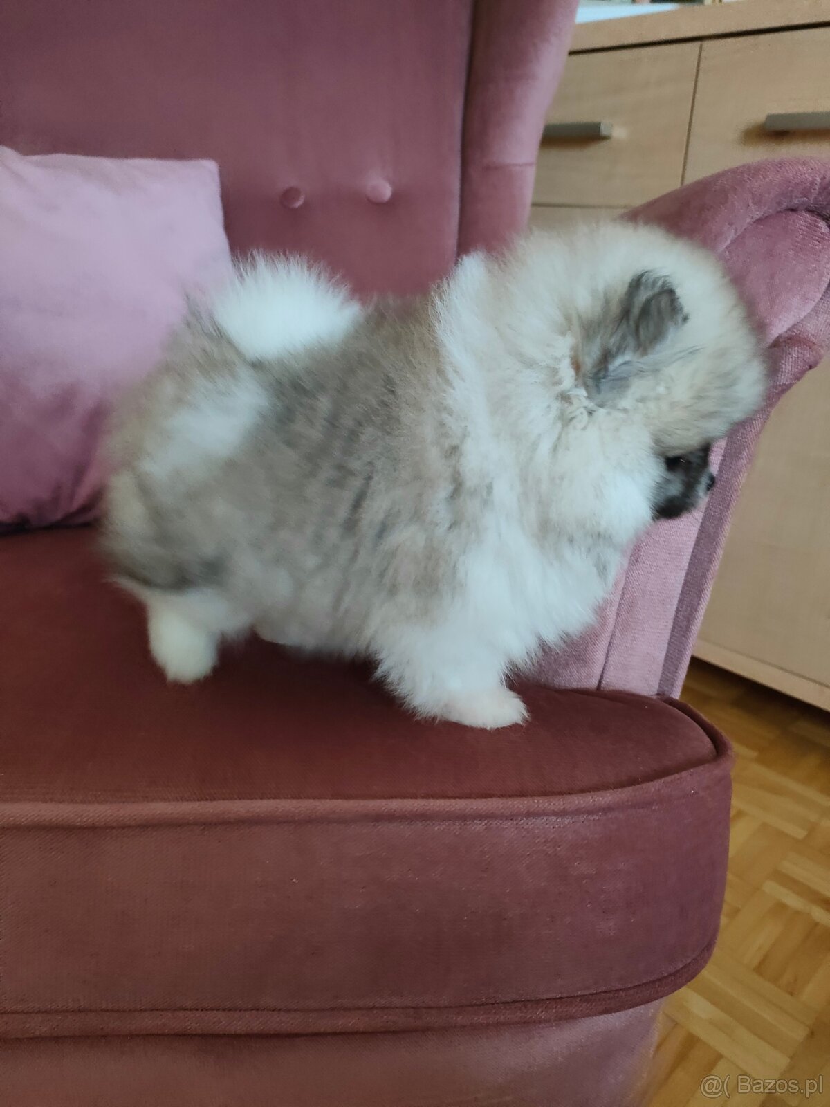 Szpic miniaturowy - pomeranian suczka mini - 8