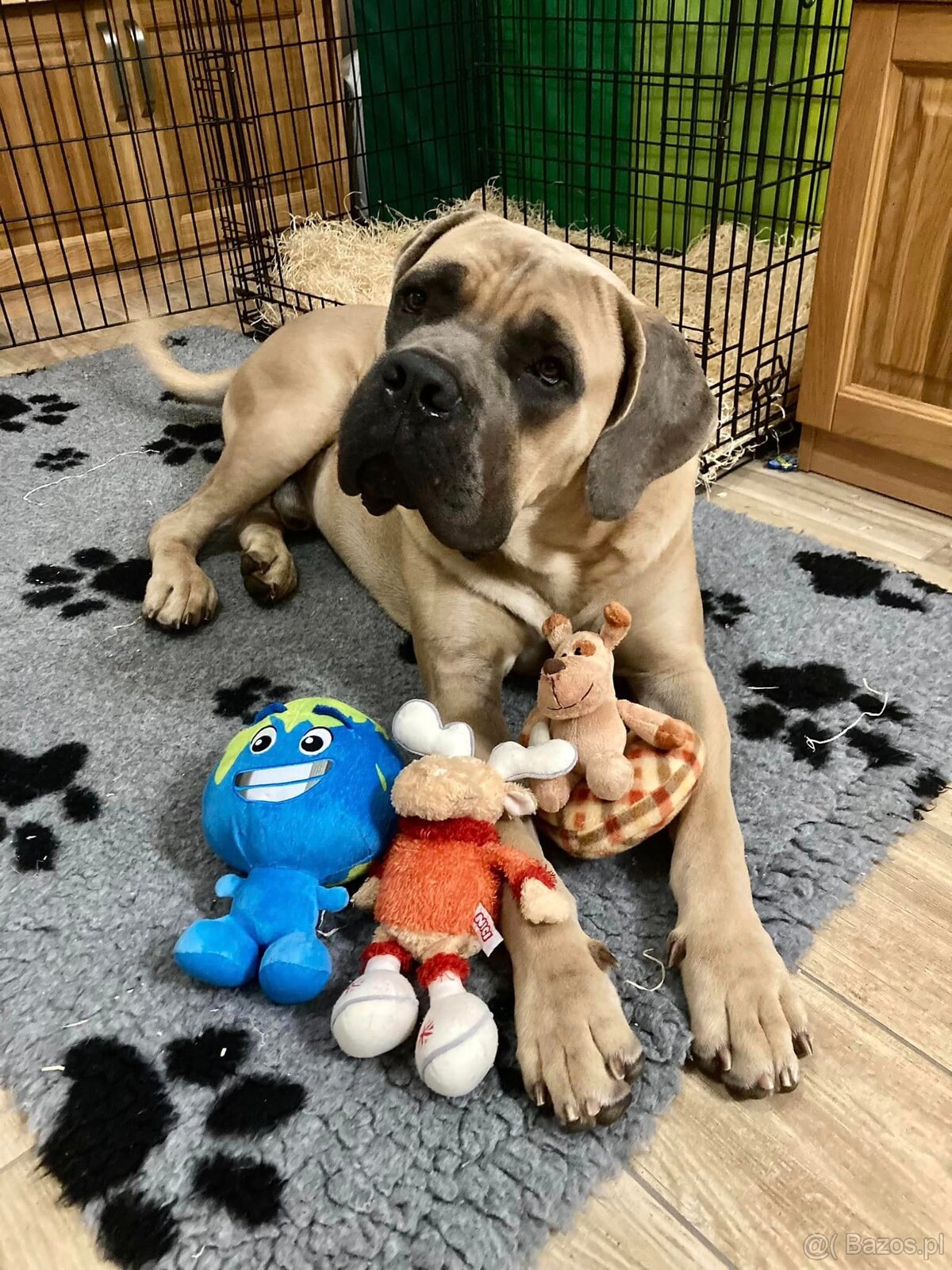 Szczenięta Cane Corso z FCI - 8