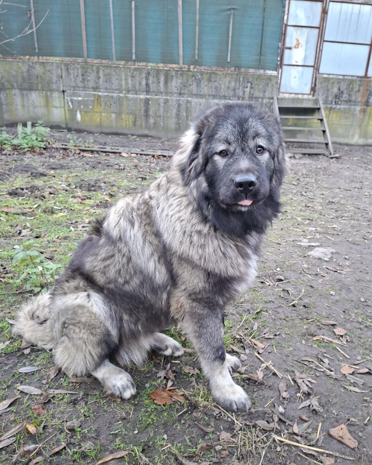 Szczenięta Owczarka Kaukaskiego - 8