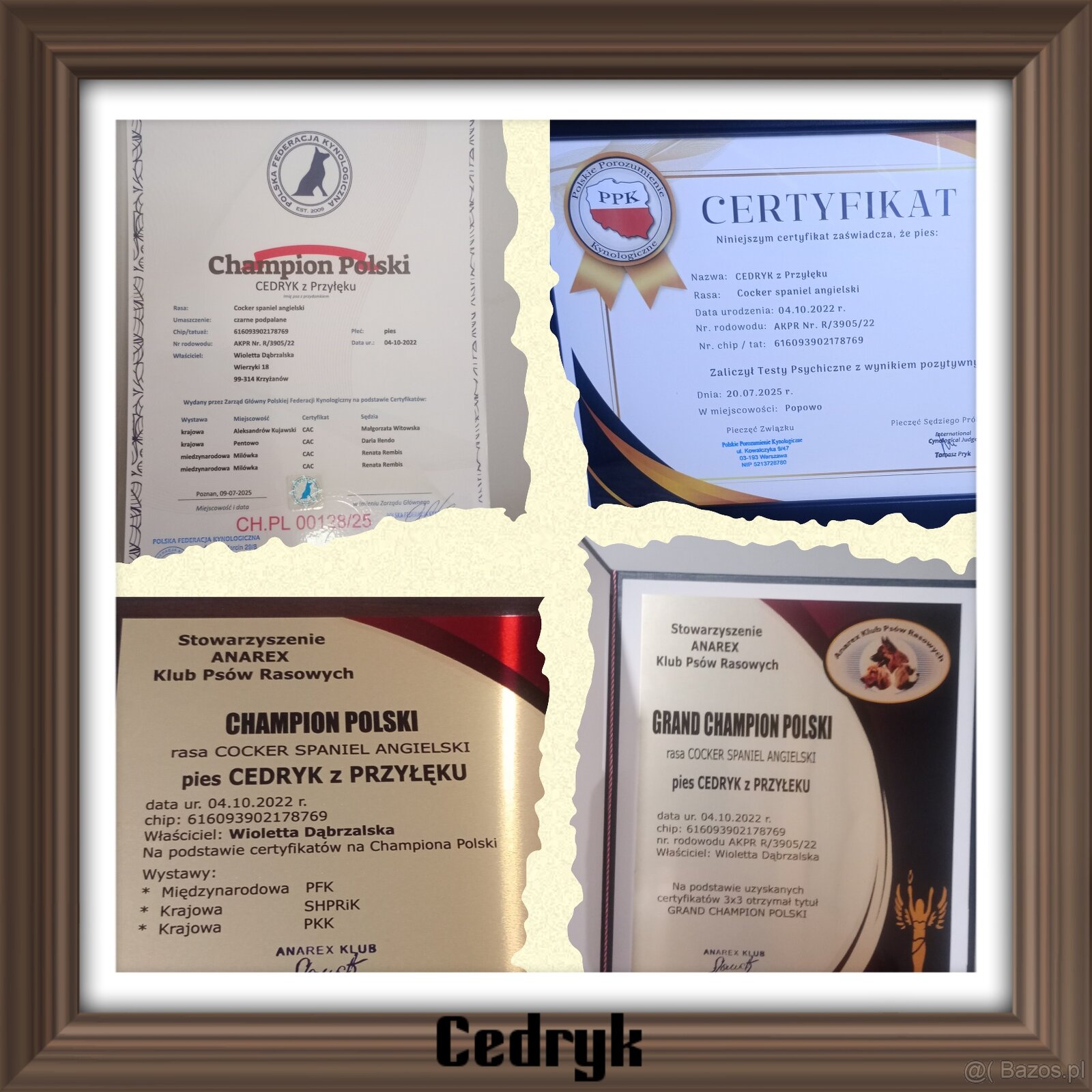 Zapowiedź miotu Cocker spaniel angielski - 8