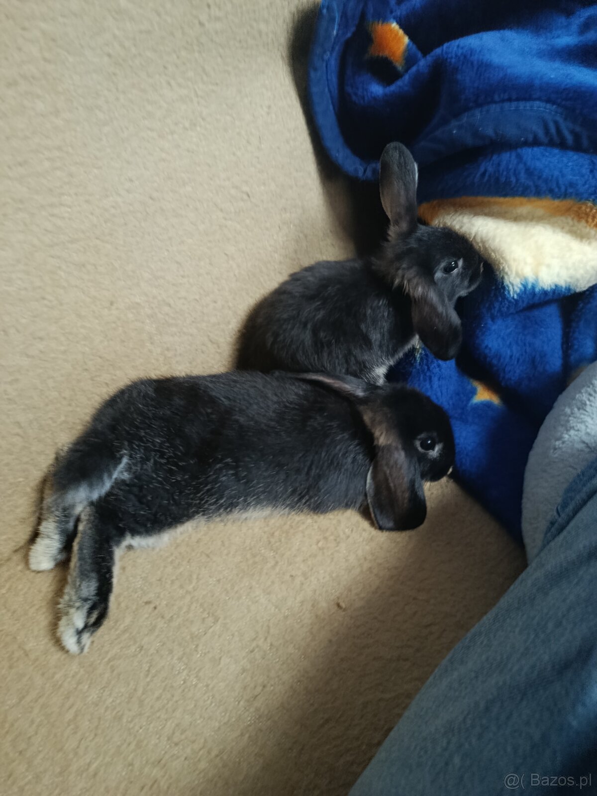 Króliczki mini lop miniaturka baranek - 8