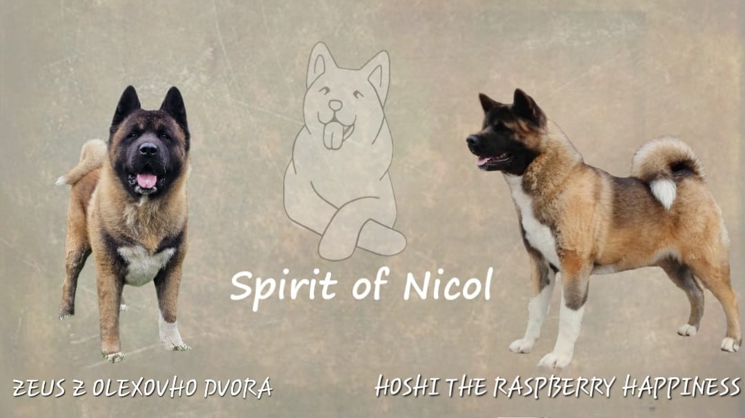 Amerykańska akita z PP - 8