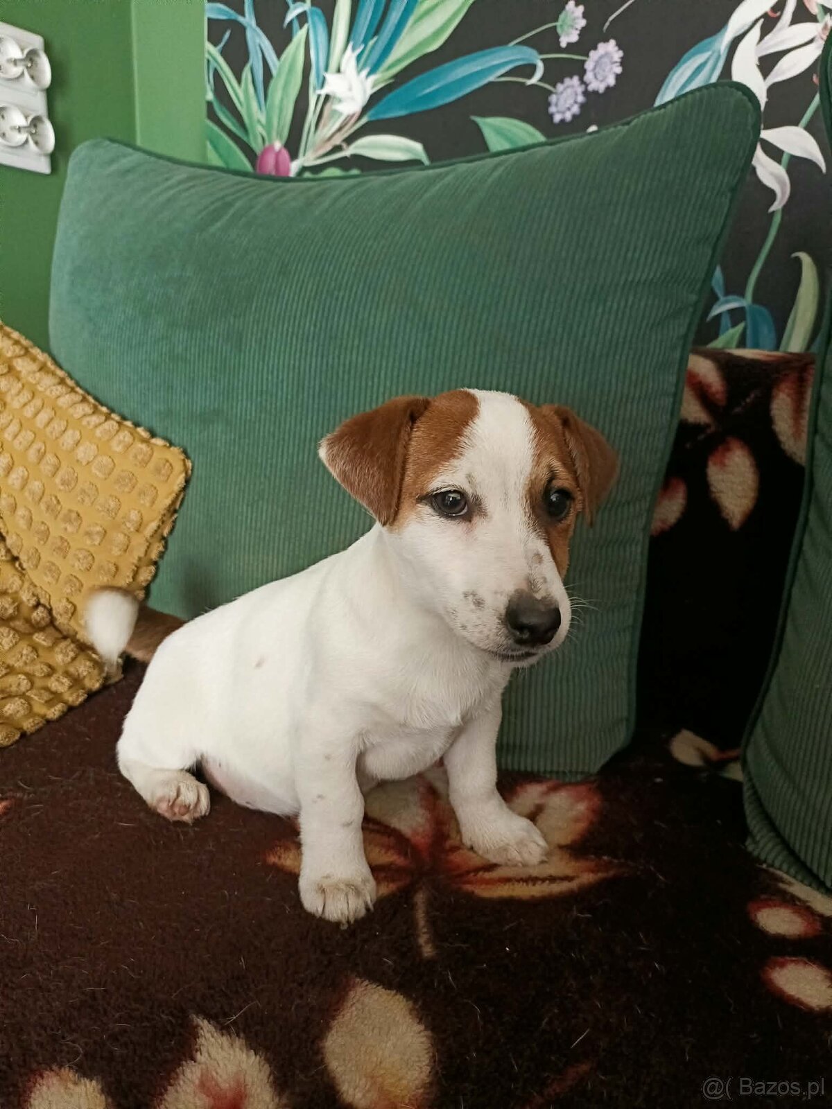 Wzorcowy gładki Jack Russell rodzice FCI - 8