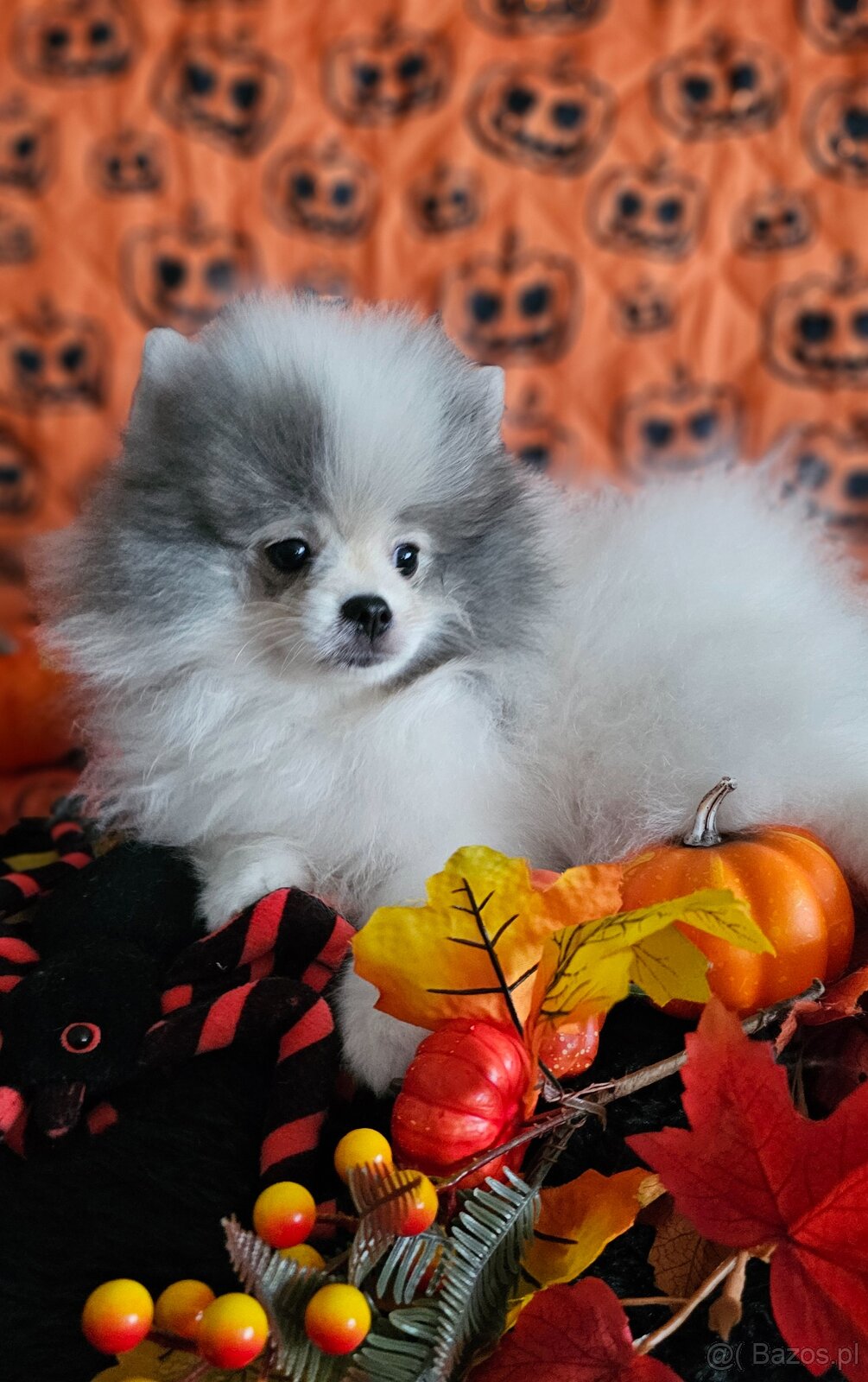 Szpic Miniaturowy/Pomeranian dla Konsenera Blue&white - 8