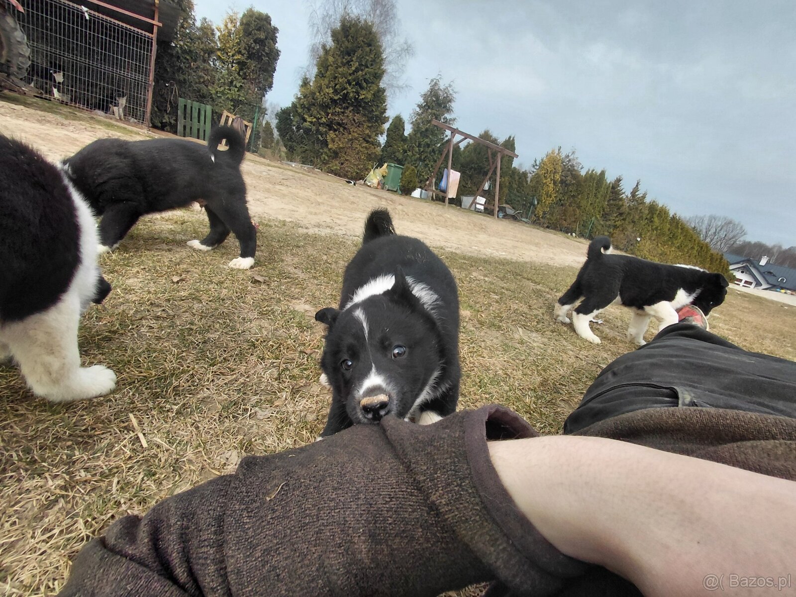 Szczenięta - 8