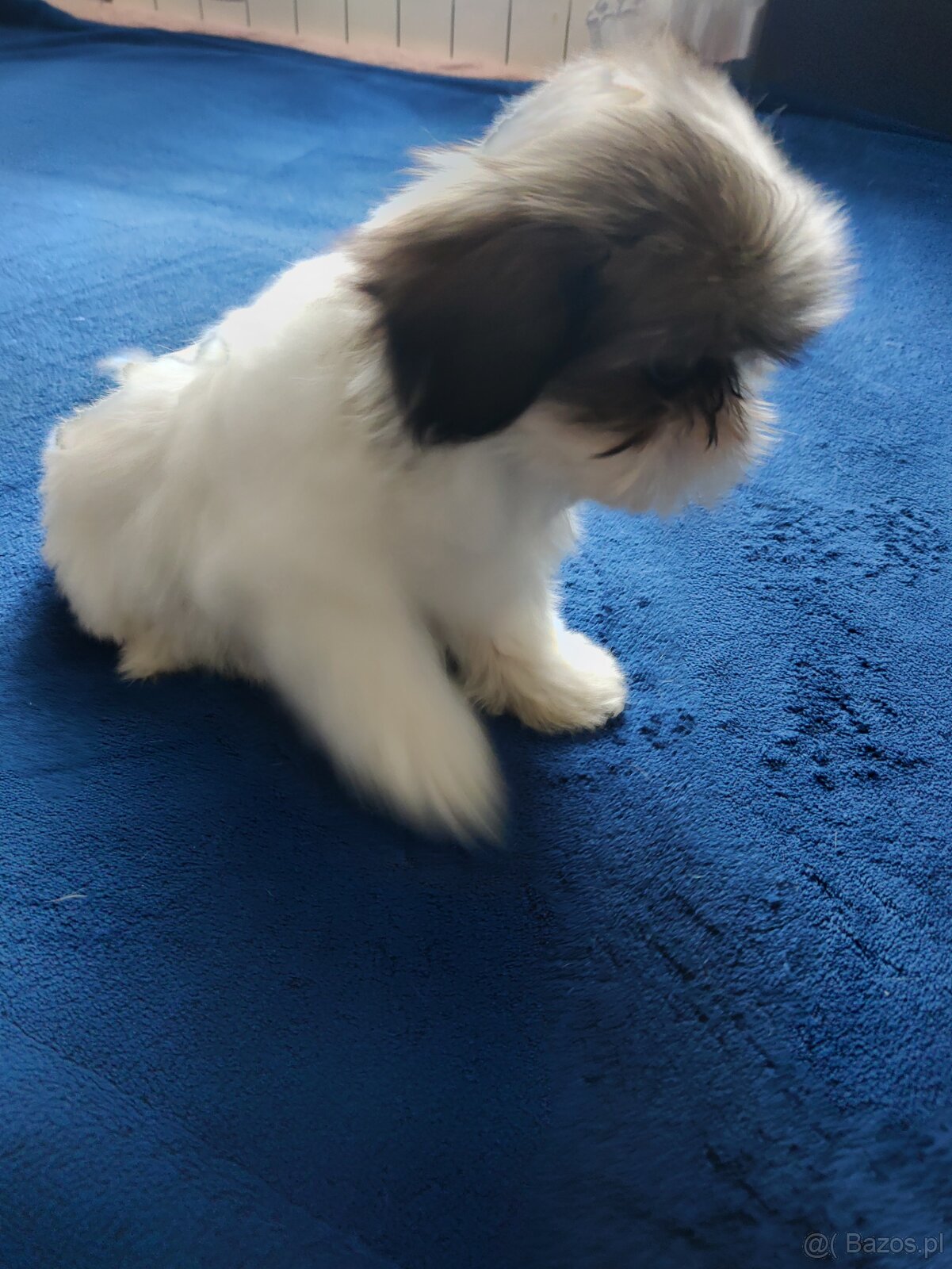 Suczka Shih-tzu - 8