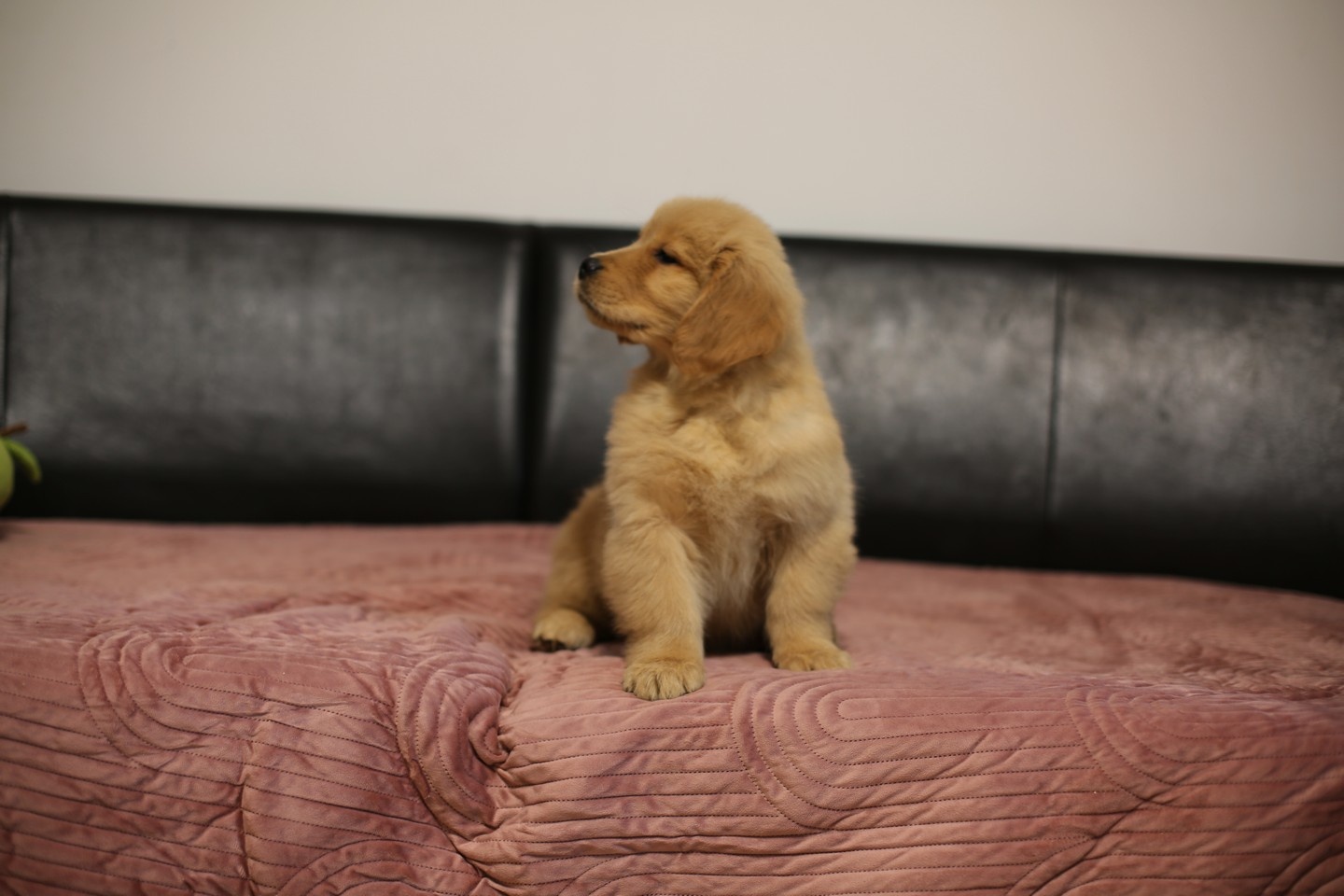 GOLDEN RETRIEVER-złote, ZKwP/FCI, typ amerykański - 8