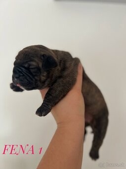 Buldog Staroangielski - Old English Bulldog - 8