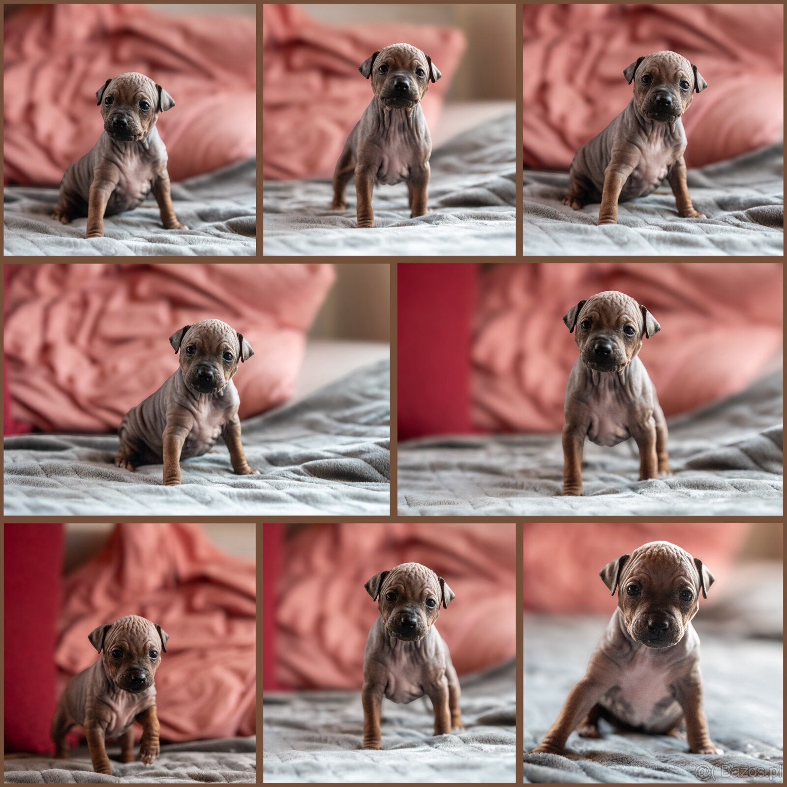 Amerykánski terier bezwłosy - 8