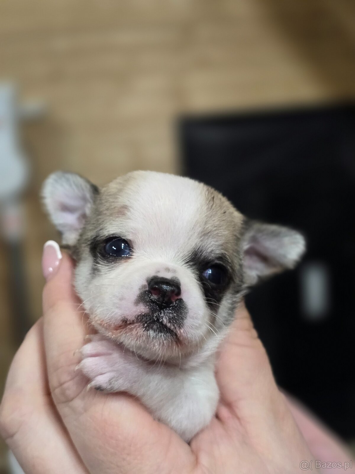 Chihuahua-wyjątkowe pieski, rodowód. - 8