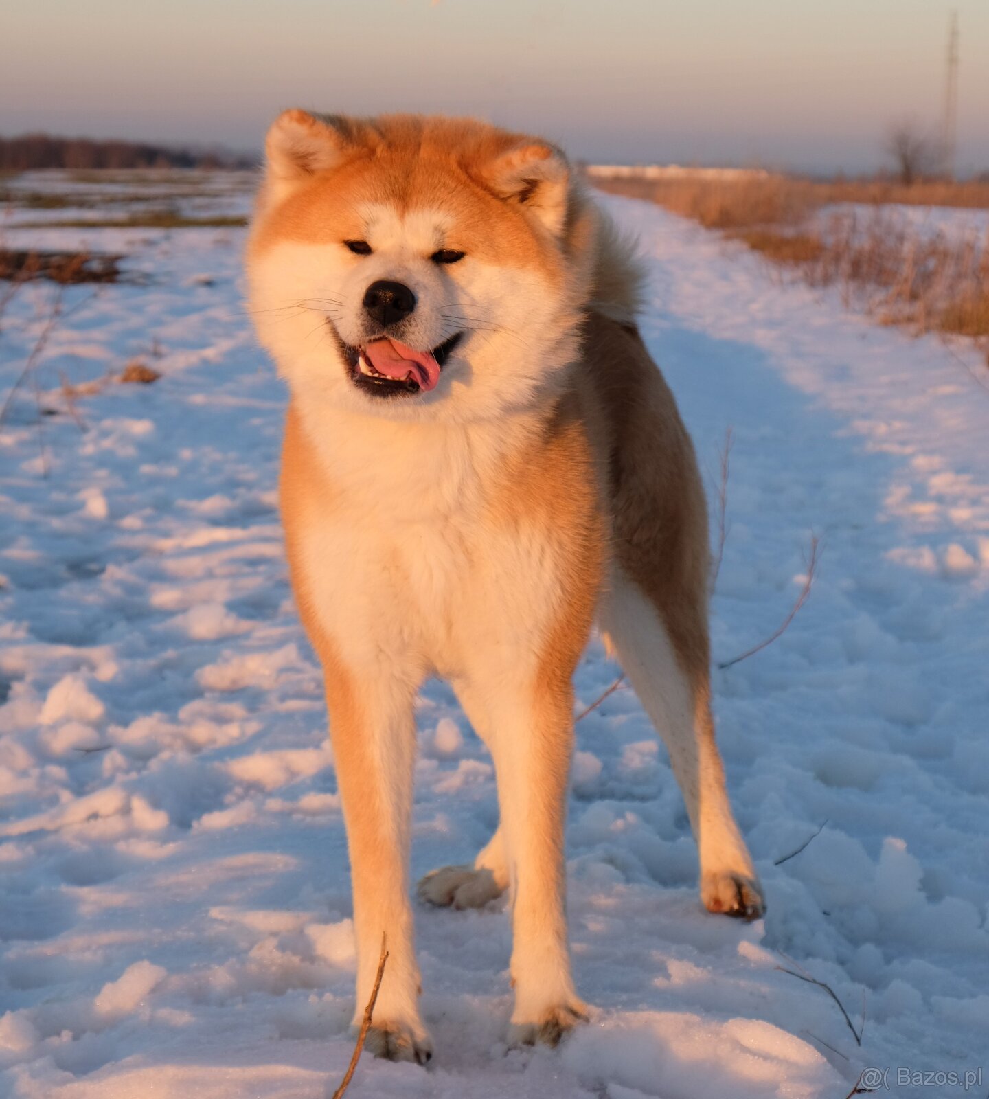 Akita Inu Akita japońska ZKWP FCI po Championie - 8