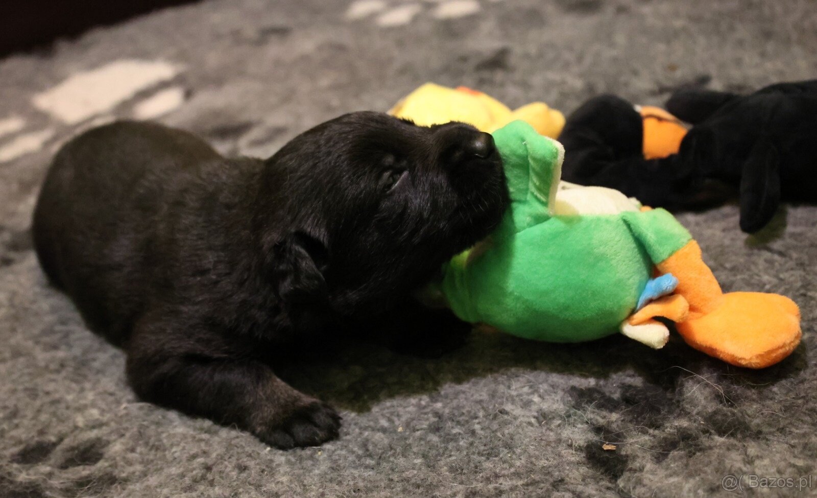 Szczenięta owczarka niemieckiego z rodowodem - 8