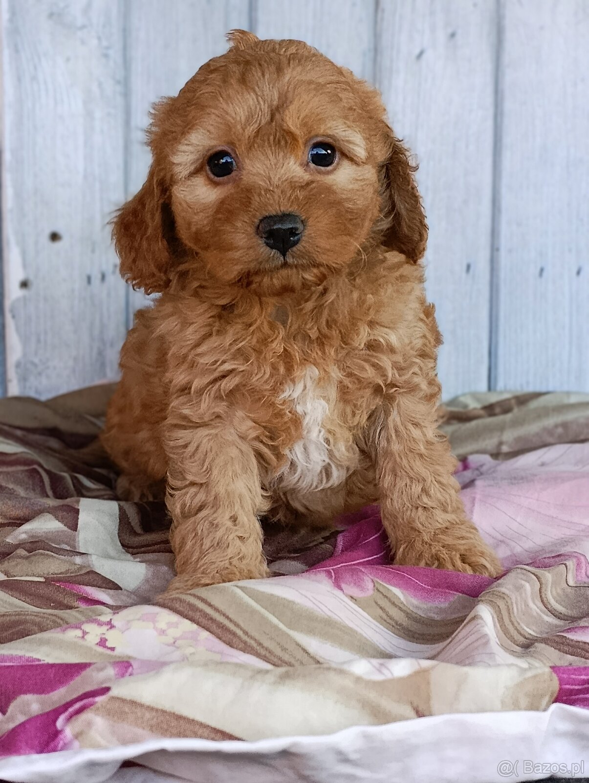 Cavapoo szczenięta - 8