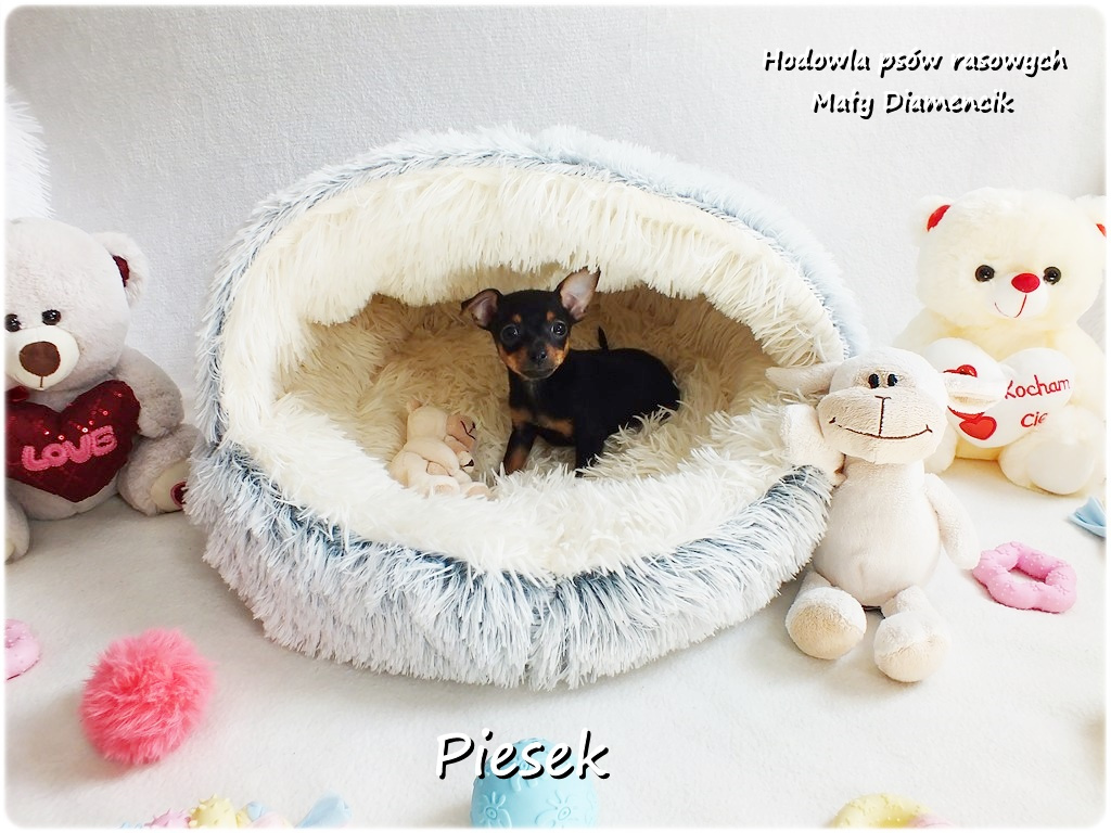 Pinczer miniaturowy- Ratlerek, tzw.sarenka, MINI Piesek nr1 - 8