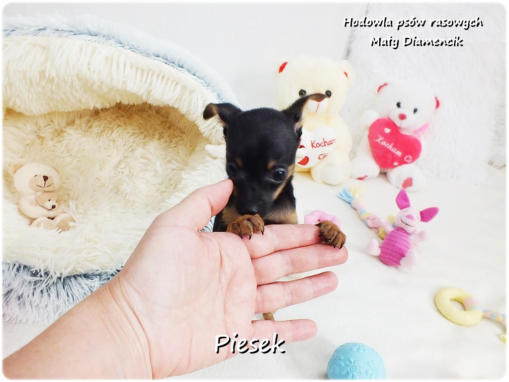Pinczer miniaturowy- Ratlerek /tzw.sarenka, MINI Piesek nr2 - 8