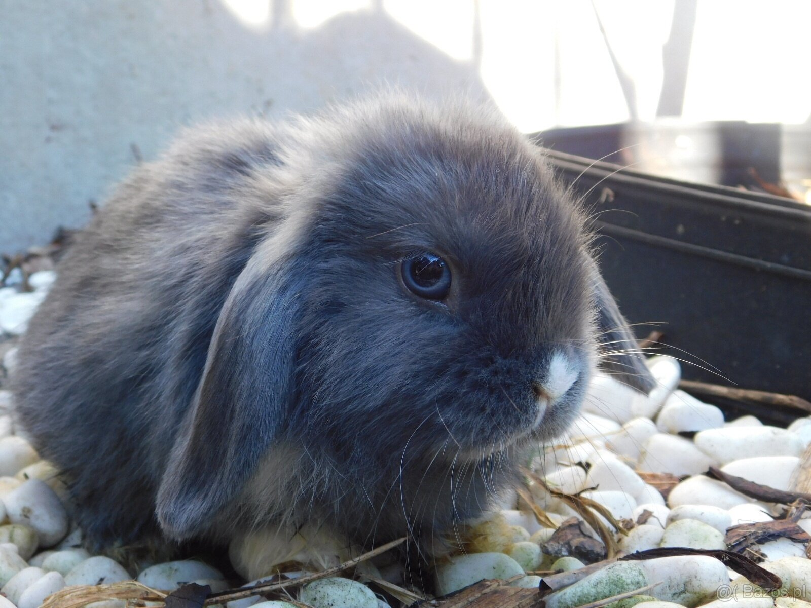 Cudne baranki mini lop - 8
